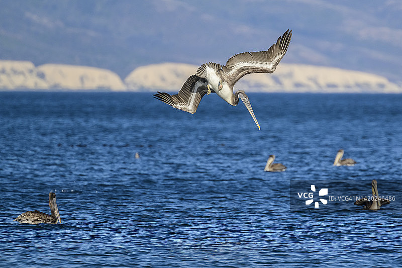 褐鹈鹕(pelelecanus occidentalis californinicus)图片素材