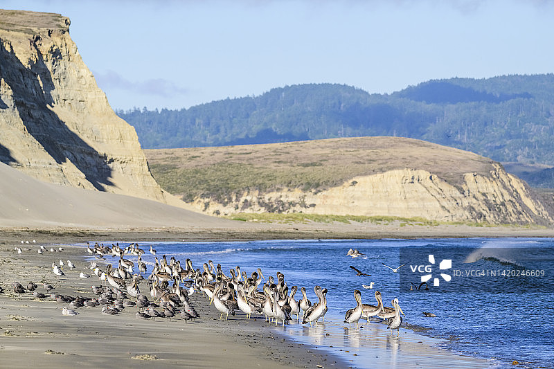 褐鹈鹕(pelelecanus occidentalis californinicus)图片素材