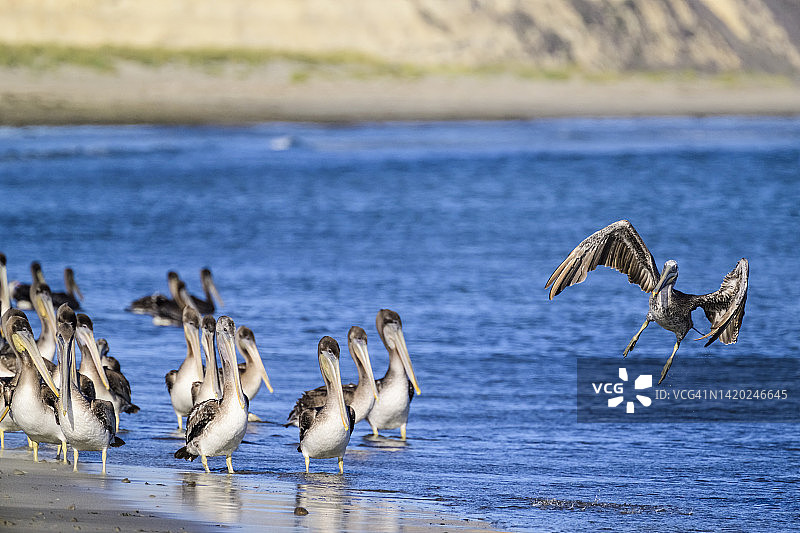 褐鹈鹕(pelelecanus occidentalis californinicus)图片素材
