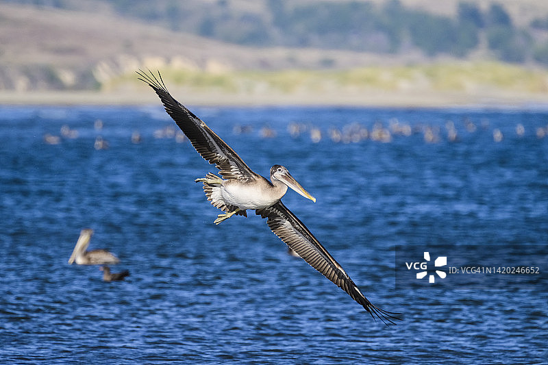 褐鹈鹕(pelelecanus occidentalis californinicus)图片素材
