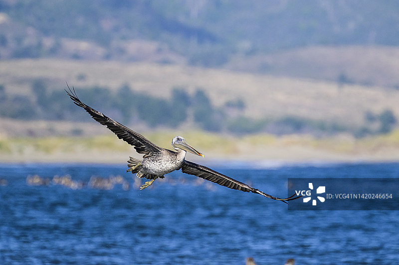 褐鹈鹕(pelelecanus occidentalis californinicus)图片素材