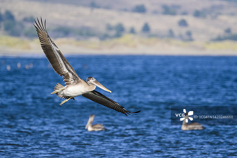 褐鹈鹕(pelelecanus occidentalis californinicus)图片素材