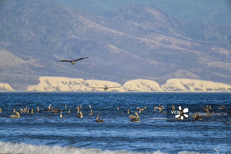 褐鹈鹕(pelelecanus occidentalis californinicus)图片素材