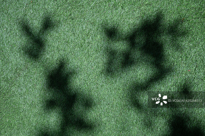 草地上的树叶阴影图片素材