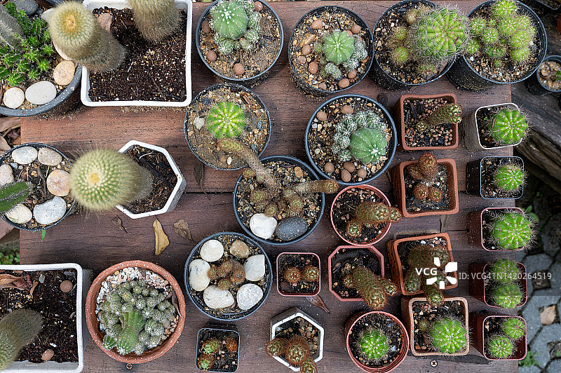 仙人掌园俯视图图片素材