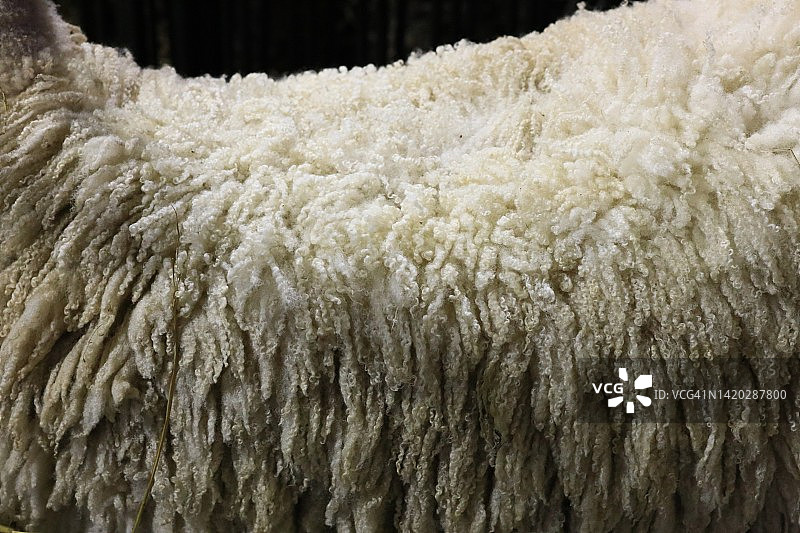 剃毛前牲畜绵羊特写图片素材