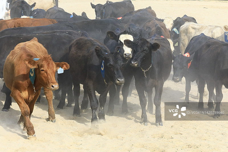 被畜牧的牛图片素材