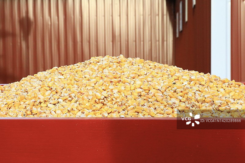 动物饲料用干燥玉米粒图片素材