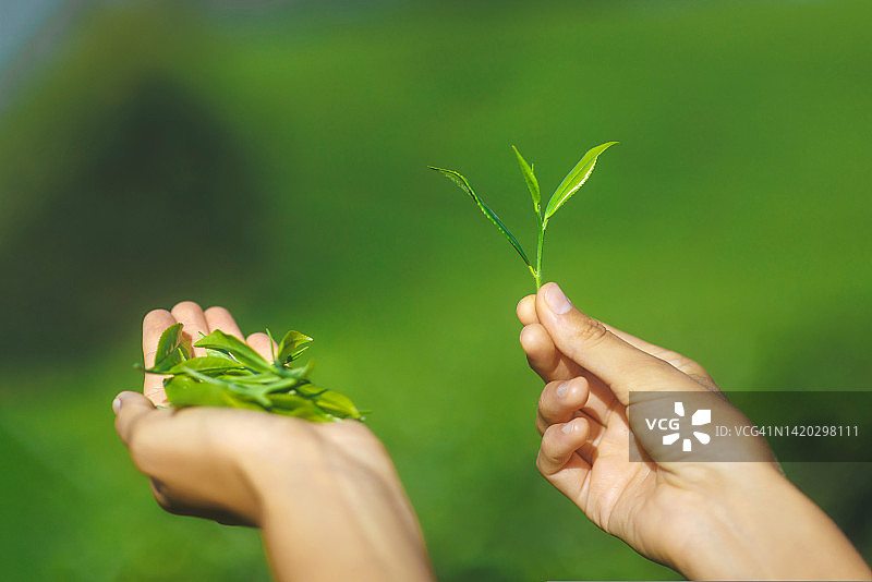 女性在模糊的茶园背景下手捧新鲜茶叶的特写图片素材