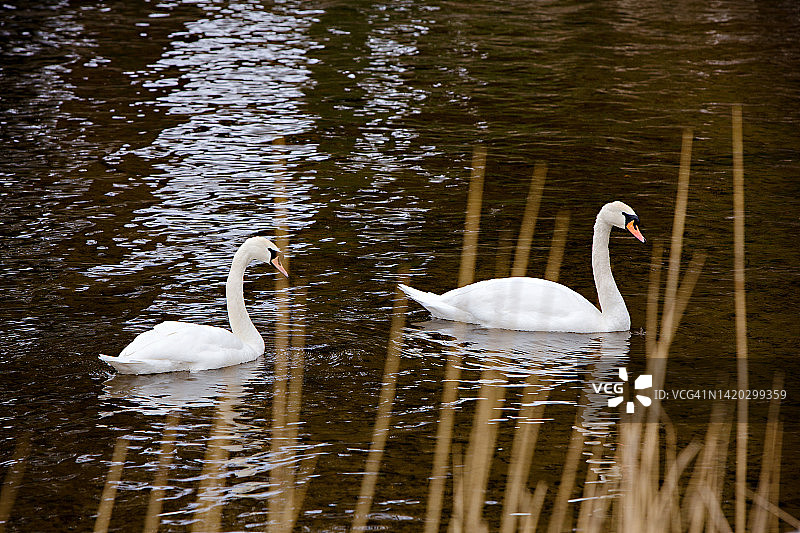 在爱尔兰科里布湖中游泳的天鹅图片素材