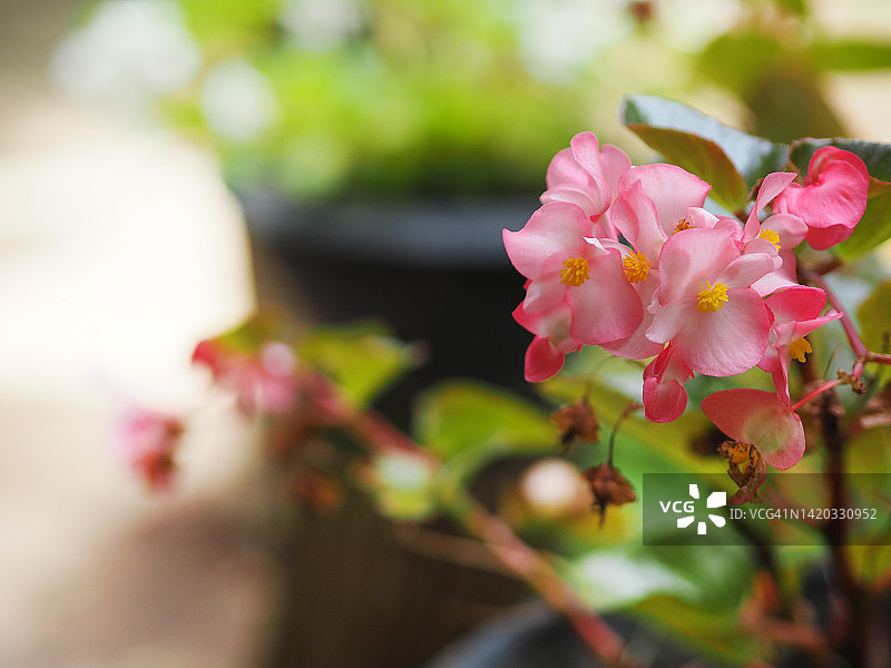 粉色秋海棠花图片素材