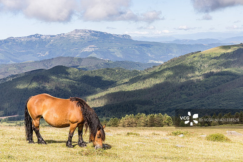 在乌尔基奥拉自然公园山区放牧的野马图片素材