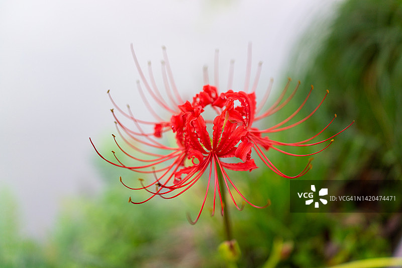 石蒜花图片素材