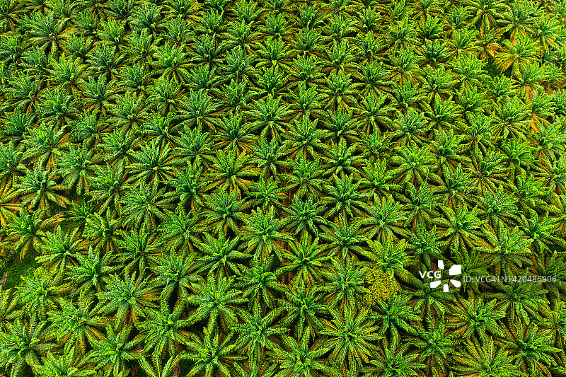 东南亚棕榈油种植园的航拍图图片素材