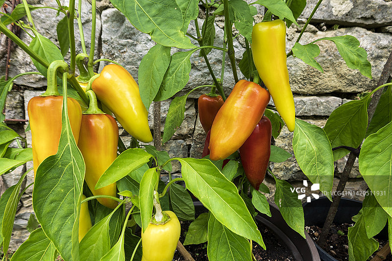 蔬菜园里生长的香蕉辣椒图片素材