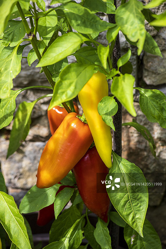 蔬菜园里生长的香蕉辣椒图片素材