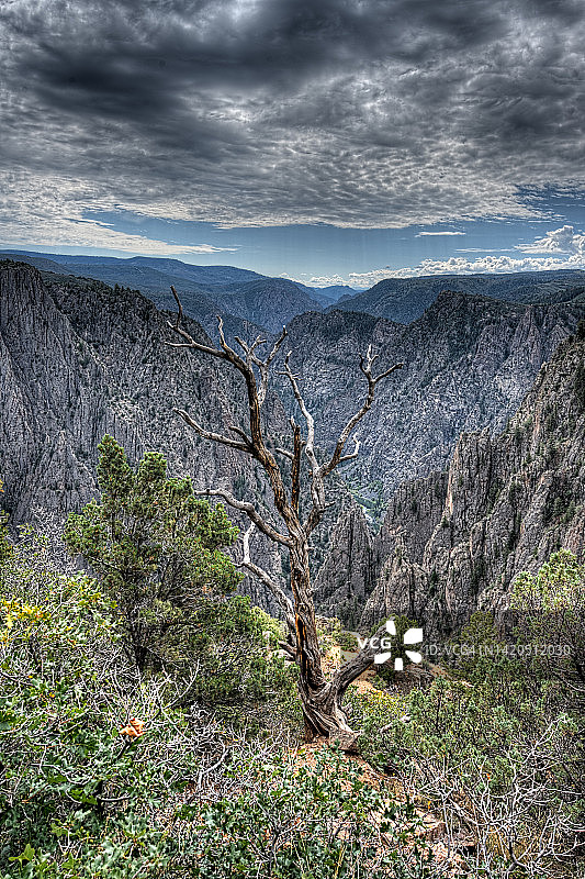 冈尼森黑峡谷国家公园的孤树图片素材