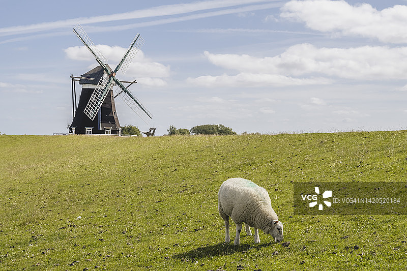 德国石勒苏益格-荷尔斯泰因州佩尔沃姆，背景是诺德姆勒米尔磨坊的 grazing 绵羊图片素材