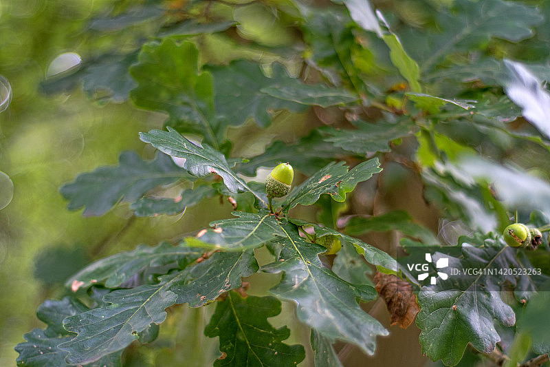 橡树上的橡子图片素材