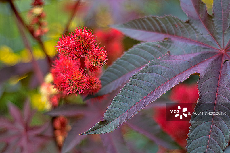 蓖麻油植物图片素材