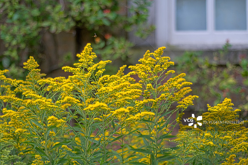 加拿大一枝黄花图片素材