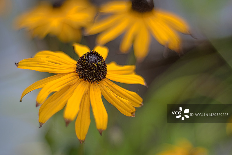 金光菊图片素材