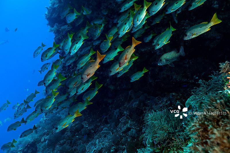 密克罗尼西亚帕劳的单斑鲷鱼群图片素材