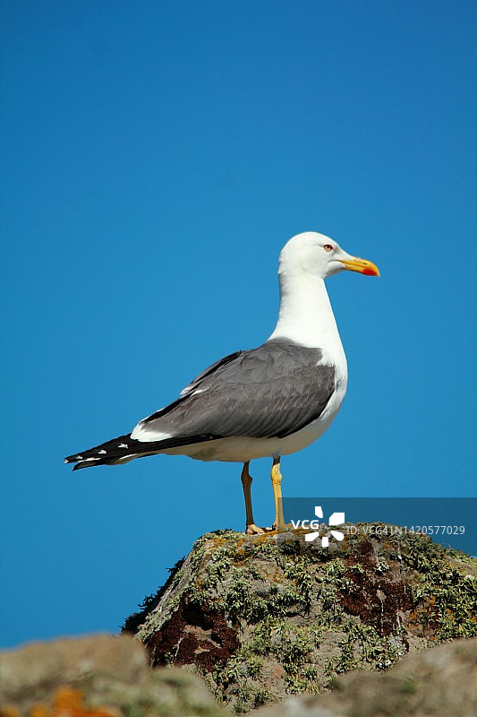 斯科默岛上的小黑背鸥图片素材