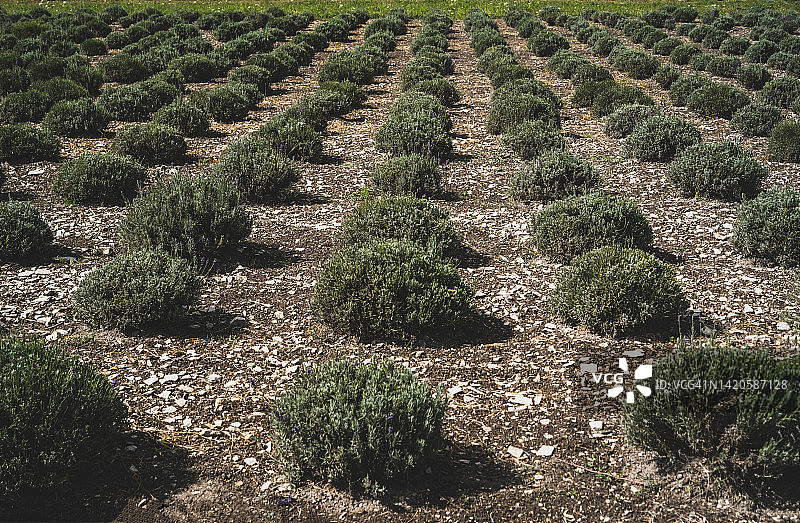 收割后的薰衣草田图片素材