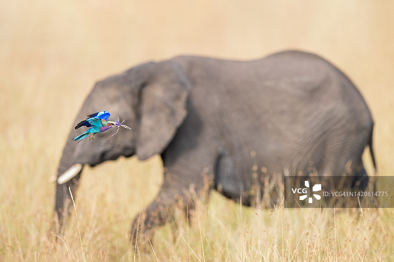 蓝眼睛的大象图片素材