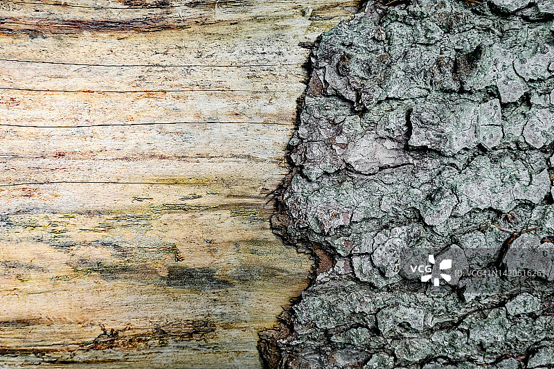 带有树皮的树干图片素材
