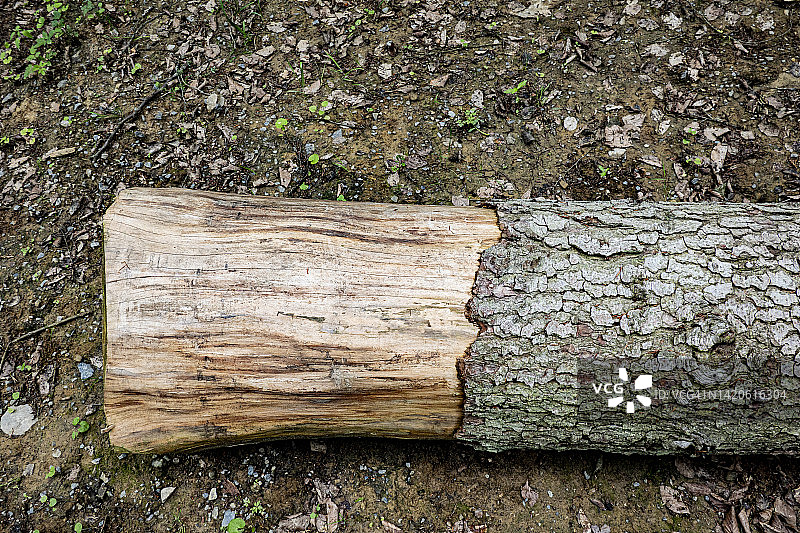 带有树皮的树干图片素材