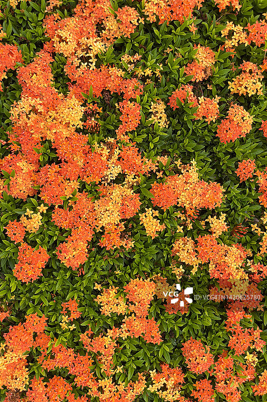 丛林天竺葵顶视图图片素材