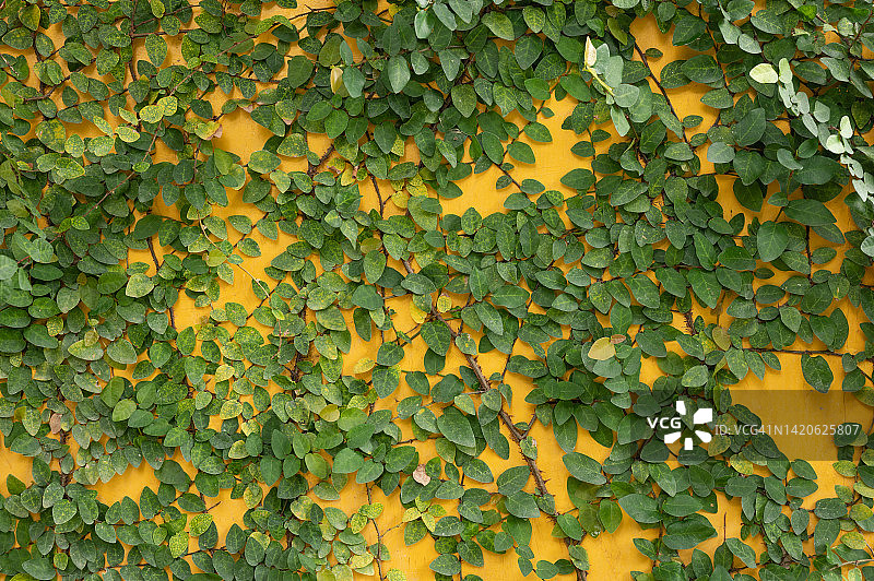 墙壁上生长的绿色攀缘植物常春藤图片素材