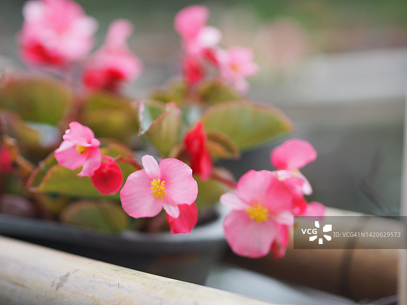 粉色秋海棠花图片素材