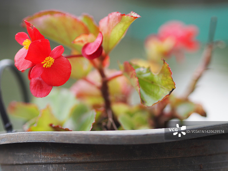 粉色秋海棠花图片素材