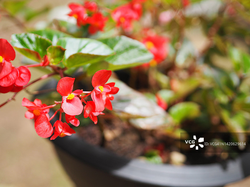 粉色秋海棠花图片素材