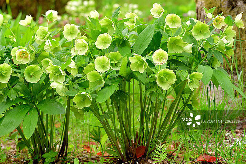 圣诞玫瑰／黑毛茛／冬季玫瑰图片素材