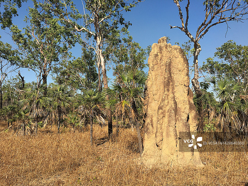 澳大利亚北部地区的巨大白蚁丘图片素材