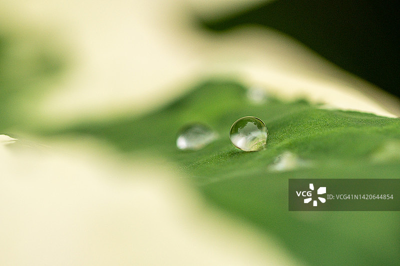 叶子上的水滴图片素材