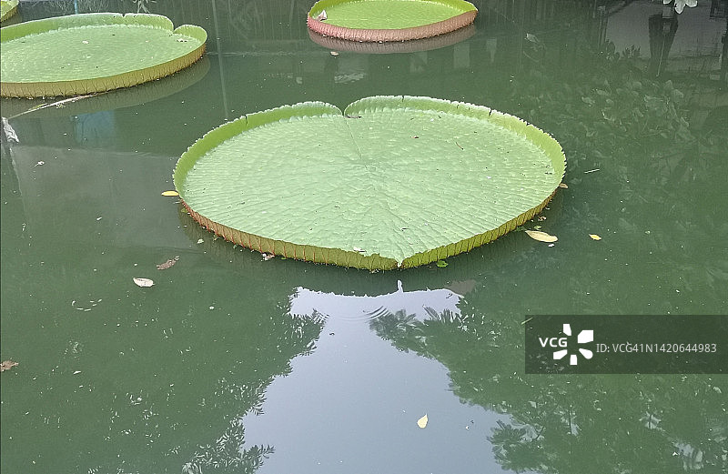 池塘里的王莲图片素材