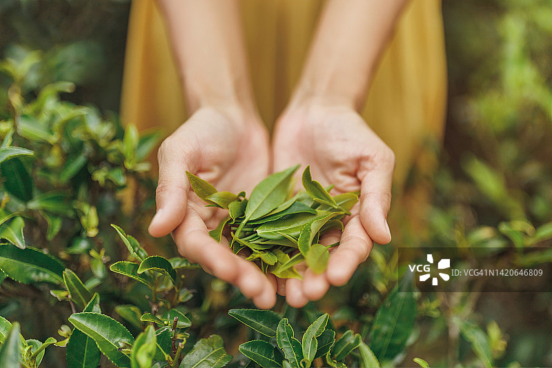 茶园前女性手中的新鲜茶叶特写图片素材