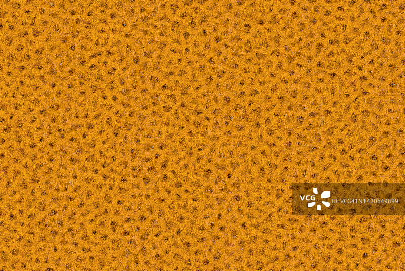 豹皮纹理图案图片素材