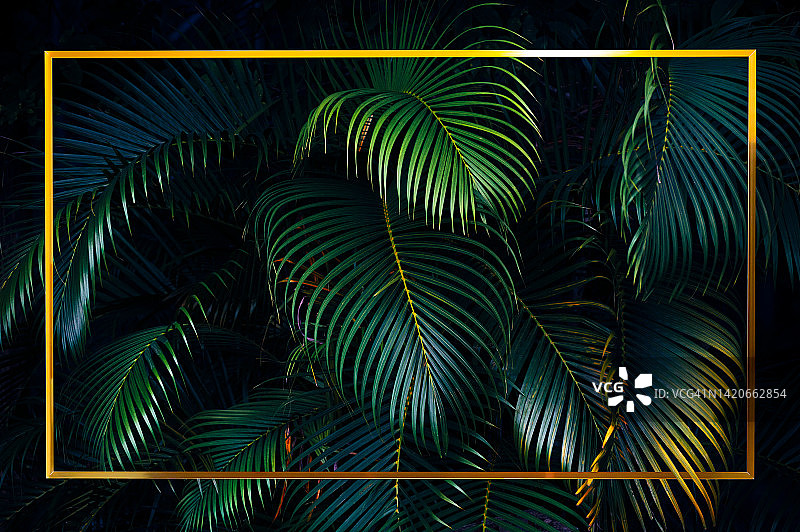 热带树叶，热带森林中清新的树叶，椰子树叶呈深色植物色调图片素材