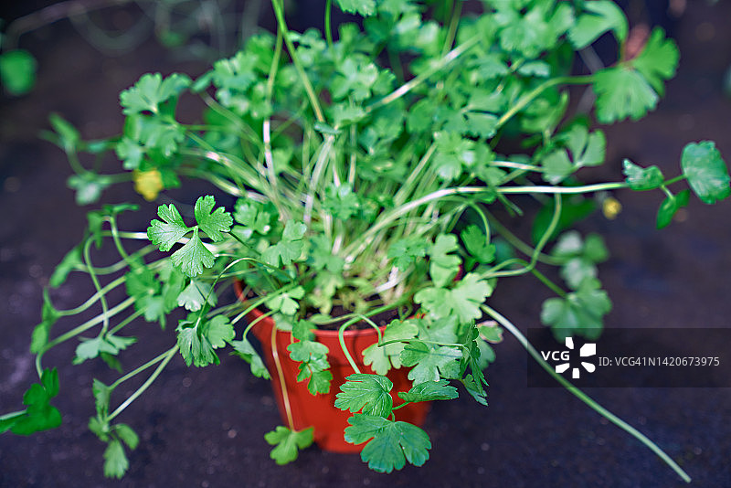 家庭种植欧芹图片素材