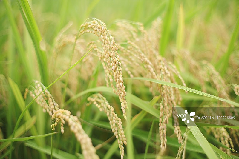 水稻田中生长的日本水稻植株，即将收获（近江米）图片素材
