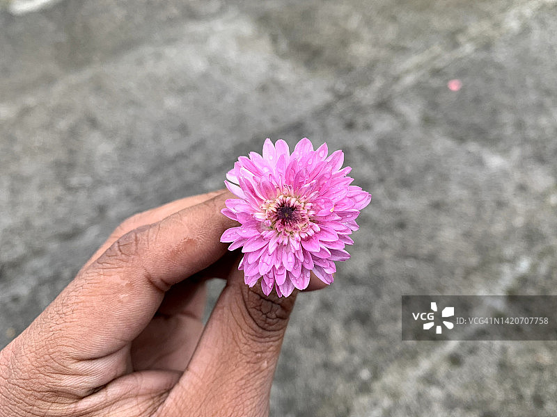 鲜花特写图片素材