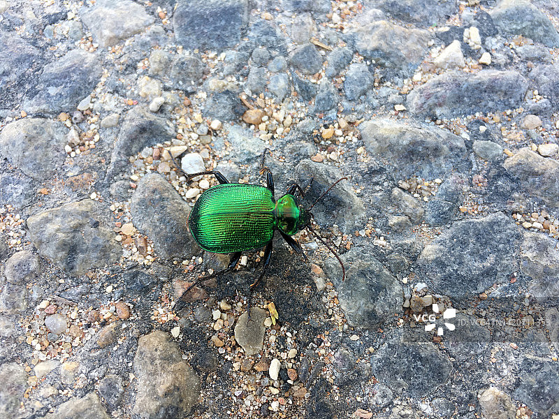 粗糙表面上的绿色甲虫图片素材