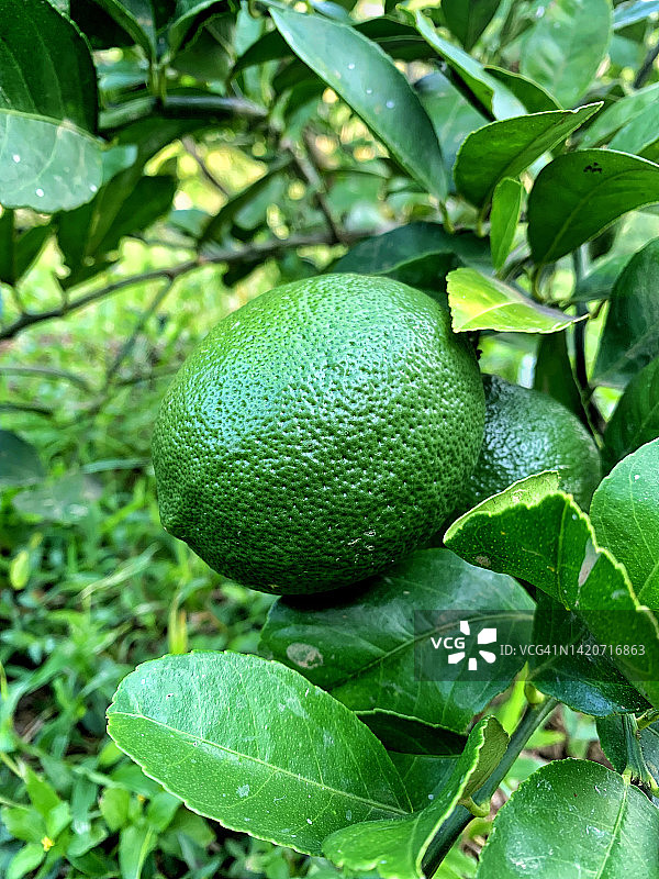 橙子特写图片素材