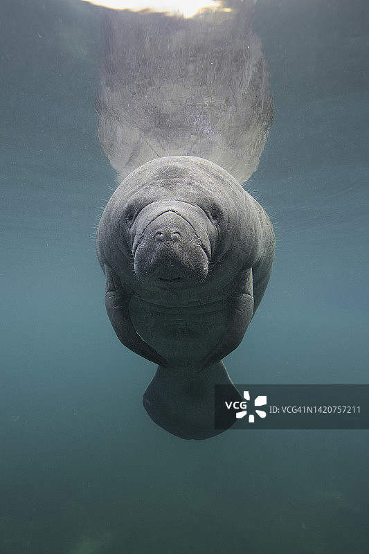 佛罗里达海牛水中竖版游泳正面图图片素材
